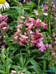 Penstemon ‘Harlequin Red’_Vitroflora