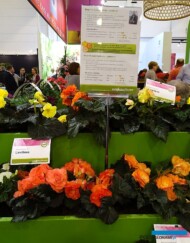 Begonia ×tuberhybrida - odmiany z grupy Limitless oferowane przez firmę Syngenta Flowers (a wyhodowane przez polskiego ogrodnika M. Wojtczaka, u którego występują pod nazwą MagicFlower_IPM Essen 2019