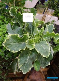 Brassica oleracea_Everfresh_Kientzler_IPM Essen 2019