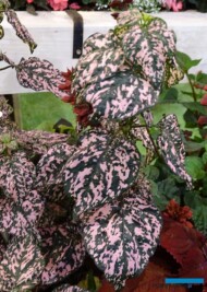 Hypoestes-phyllostachya_HIPPO_Pink_Kientzler_IPM Essn 2019