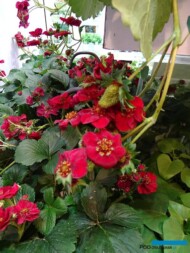 Truskawak_Fragaria ×ananassa_Summer-Breeze-Rose__IPM Essen 2019