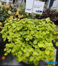 Plectranthus_Guacamole_IPM 2019