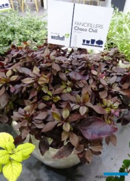 Alternanthera_Choco-Chili_IPM 2019