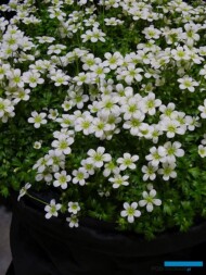 Saxifraga ×arendsii Ice Colours ‘Pearl White'_IPM Essen 2019