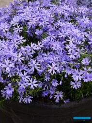 Floks szydlasty (Phlox subulata) Fabulous 'Blue Violet'_IPM Essen 2019