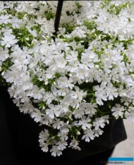 Phlox subulata Fabulous 'White'_IPM Essen 2019