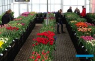 Tulip Trade Event to dni otwarte kilkunastu holenderskich firm oferujących cebule kwiatowe; w marcu prezentują setki odmian tulipana