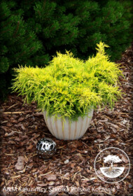 Jałowiec Pfitzera 'Yellow Sapphire'