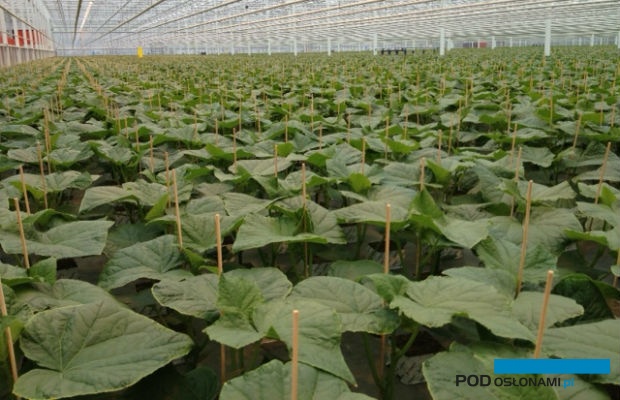 Dobrze wyrównana partia rozsady ogórka w Holandii