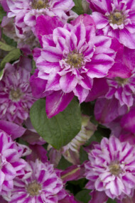 Powojnik ‘My Darling’