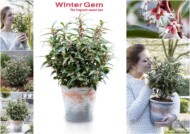Sarcococca humilis Winter Gem (‘Pmoore03’)