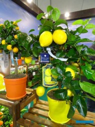 Rośliny cytrusowe (w kolorowych doniczkach) z ekspozycji firmy Sicilia Verde di Giambó_Myplant and Garden 2019