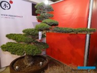 Pinus pentaphylla (za 13 000 €) z ekspozycji włoskiej firmy Nippontree_Myplant and Garden 2019