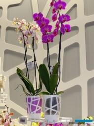 Doniczki z serii Mosaic zaprezentowane przez przedsiębiorstwo Idel, z Italii_Myplant and Garden 2019