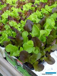 Rozsady-salaty na rynek detaliczny_OrtoMio_Myplant-and-Garden-2019