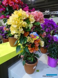 Bugenwilla gładka (Bougainvillea glabra) z ekspozycji firmy Milazzoflora_Myplant and Garden 2019