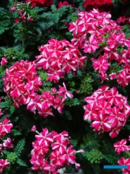 Verbena 'Liga Atletico' hodowli włoskiej firmy Sentier_Myplant and Garden 2019