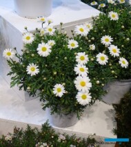 Argyranthemum frutescens ze stoiska spółdzielni FLORAS Società Consortile Agricola_Myplant and Garden 2019