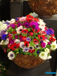 Zawilec wiencowaty_Anemone-coronaria_wloska produkcja_Myplant and Garden 2019