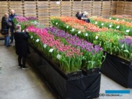 Tulip Trade Even 2019__BOOTS Flowerbulbs