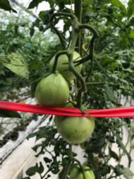 Wirus ToBRFV na pomidorach