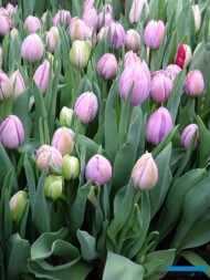 Tulipan Katinka_BOT Flowerbulbs_Tulip Trade Event 2019