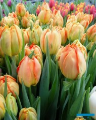Tulipan Monte Orange_BOT Flowerbulbs_Tulip Trade Event 2019