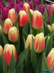 Tulipan Roman Empire_BOT Flowerbulbs_Tulip Trade Event 2019