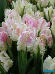 Tulipan Cabanna_Boots Flowerbulbs_Tulip Trade Event 2019