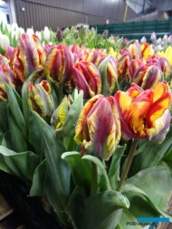Tulipan Rasta Parrot_firma Jansen-s Overseas_Tulip Trade Event 2019