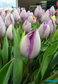 Tulipan Jacuzzi_firma Jansen-s Overseas_Tulip Trade Event 2019