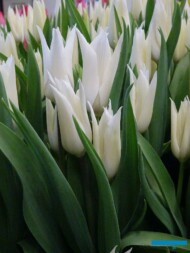Tulipan Tres Chick_firma Jansen-s Overseas_Tulip Trade Event 2019