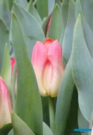 Tulipan Match_firma Jansen-s Overseas_Tulip Trade Event 2019