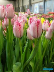 Tulipan Santander_firma Jansen-s Overseas_Tulip Trade Event 2019