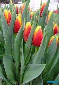 Tulipan Andre Citroen_P. Aker_Tulip Trade Event 2019