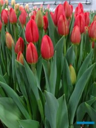 Tulipan Rodeo Drive_P. Aker_Tulip Trade Event 2019