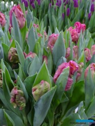 Tulipan Marvel Parrot_P. Aker_Tulip Trade Event 2019