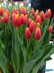 Tulipan Hennie van der Most_P. Aker_Tulip Trade Event 2019