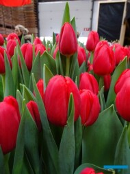 Tulipan Rescue_Boots Flowerbulbs_Tulip Trade Event 2019