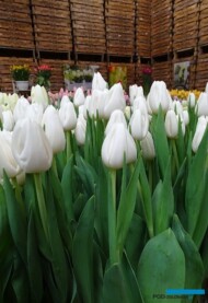Tulipan Polar Bear_Boots Flowerbulbs_Tulip Trade Event 2019