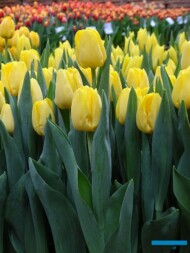 Tulipan Lobke_Boots Flowerbulbs_Tulip Trade Event 2019