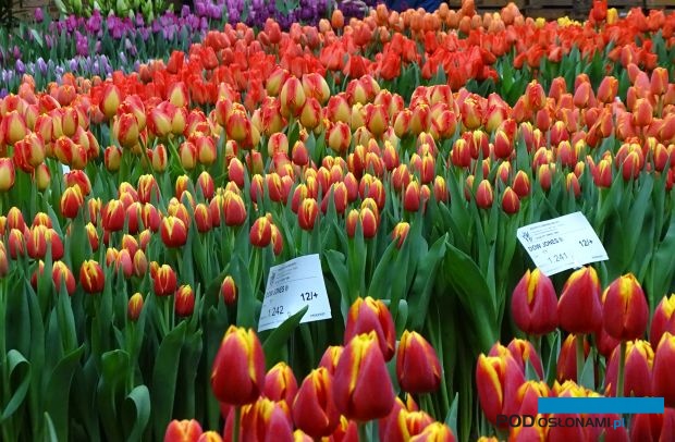 Migawka z holenderskich dni otwartych Tulip-Trade-Event 2019 (tu: fragment pokazów w firmie Boots Flowerbulbs), fot. A. Cecot