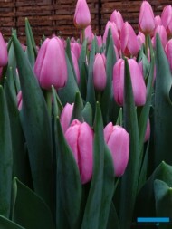 Tulipan Tresor_Boots Flowerbulbs_Tulip Trade Event 2019