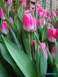 Tulipan Pink Stone_Boots Flowerbulbs_Tulip Trade Event 2019