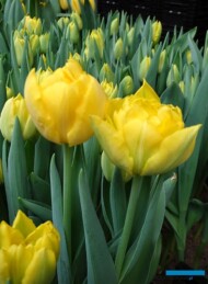 Tulipan Mary Jo_Jan de Wit en Zonen_Tulip Trade Event 2019