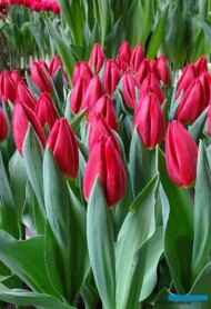 Tulipan Loveflight_Jan de Wit en Zonen_Tulip Trade Event 2019