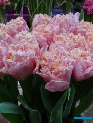 Tulipan Pink Magic_Jan de Wit en Zonen_Tulip Trade Event 2019