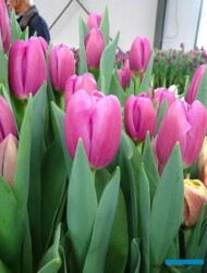 Tulipan Matangi_Jan de Wit en Zonen_Tulip Trade Event 2019