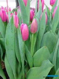 Tulipan Annaconda_Jan de Wit en Zonen_Tulip Trade Event 2019