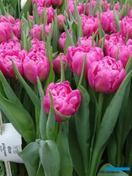 Tulipan Dior_BOT Flowerbulbs_Tulip Trade Event 2019